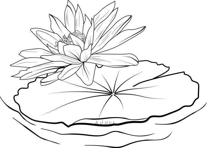 Minimalist Water Lily Drawing Vector Image