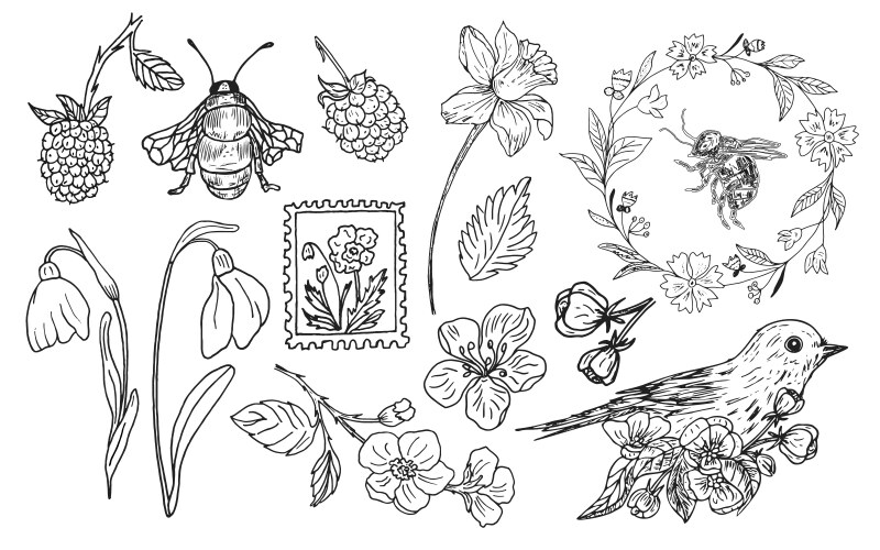 Botanical Sketch Set - Flowers, Berries & Birds Vector Image