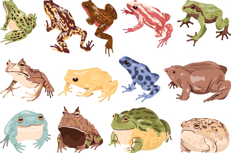 Cartoon frogs lizards exotic frog and lizard Vector Image
