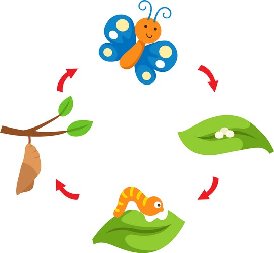 Life cycle butterfly Vector Image