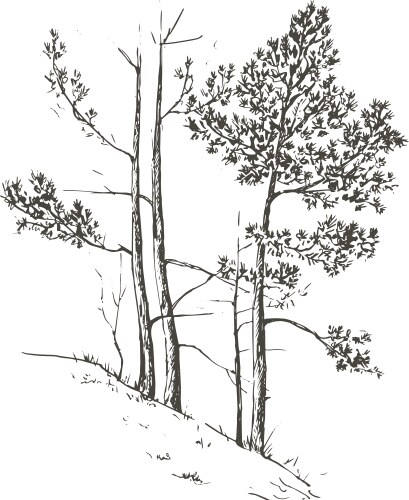 Set of different landscapes with pine trees Vector Image