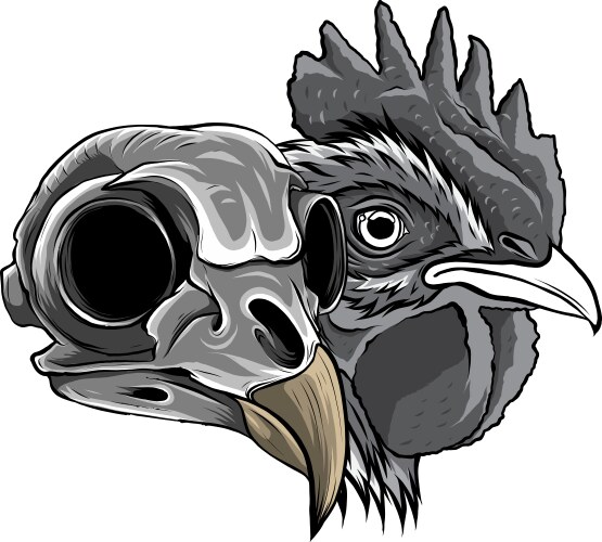 Detailed Chicken Skull Sketch Vector Image