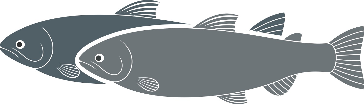 Rainbow trout Vector Image