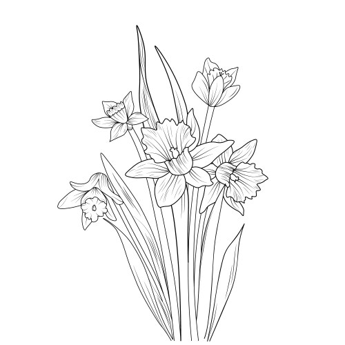 Hand drawing botanical daffodil flower art Vector Image