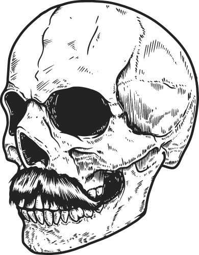 Detailed Human Skull Artwork Vector Image