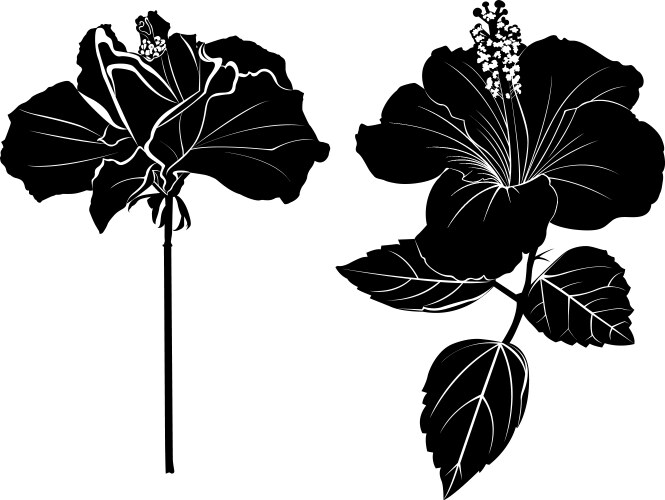 Icon hibiscus flower Royalty Free Vector Image
