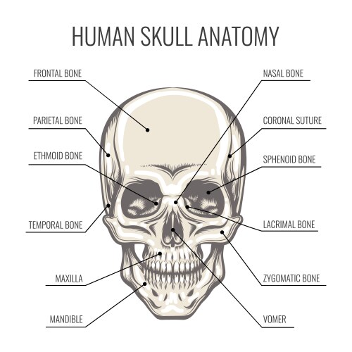 Human skull anatomy vector image