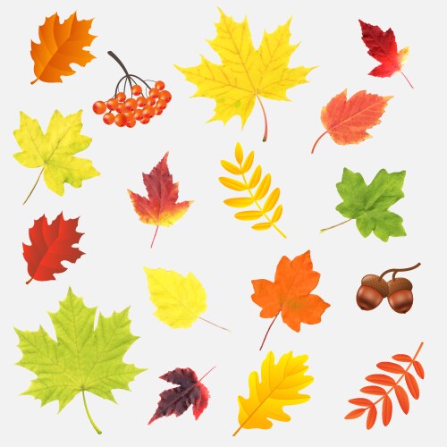 autumn leaves big set isolated vector