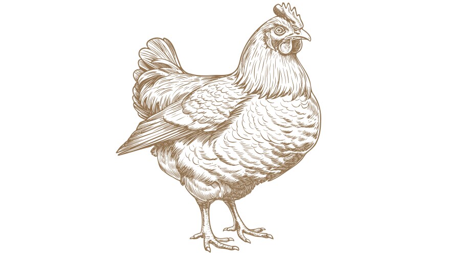 Vintage Chicken Sketch - Hen Print Vector Image