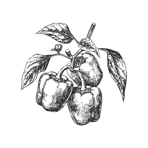 Bell Pepper Branch Sketch Vector Image