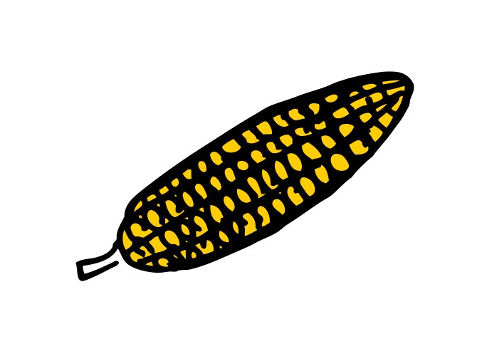 Sweet golden ripe corn Royalty Free Vector Image
