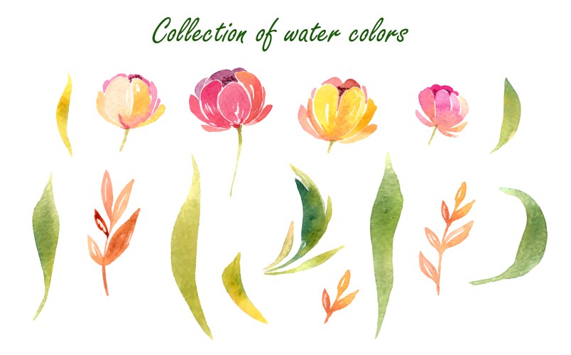 floral set colorful collection vector image vector image