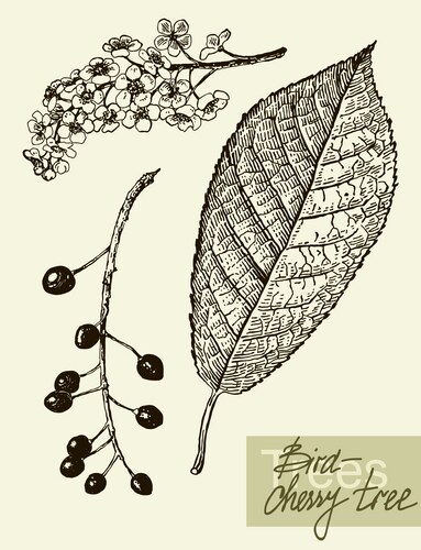 Bird-Cherry Branch with Blossoms Vector Image