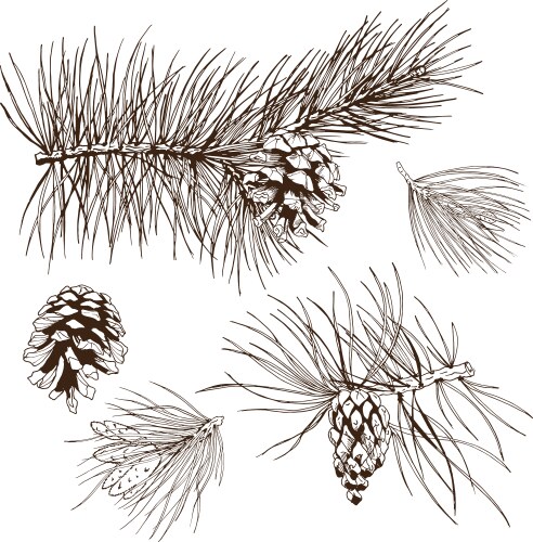 Hand drawn spruce branches and cones Royalty Free Vector