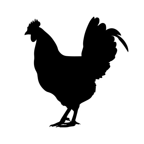 Rooster silhouette isolated on white background Vector Image