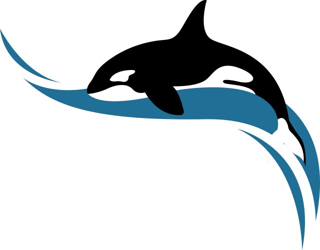 One orca whale on white background Royalty Free Vector Image
