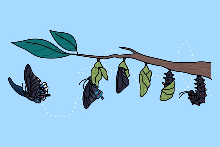Stages of growth butterfly Vector Image