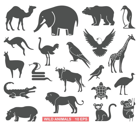 Classification of animals reptiles amphibians Vector Image