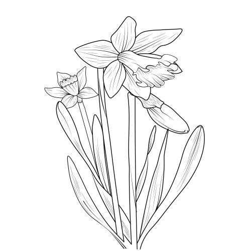 Hand drawn beautiful daffodil floer drawing Vector Image