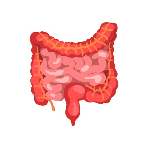 Human Digestive System Anatomy – Royalty-Free Vector | VectorStock