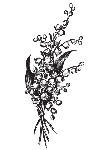 Lily valley flower and leaf hand drawn Royalty Free Vector