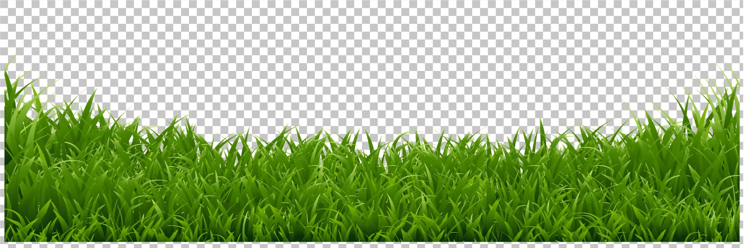 Green grass border transparent background Vector Image