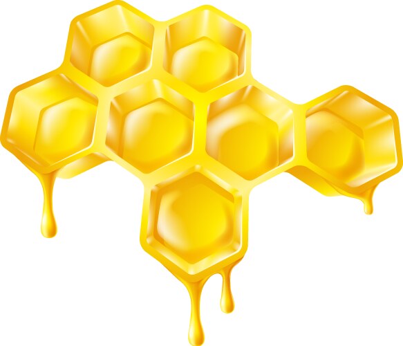 honeycomb with dripping honey vector image