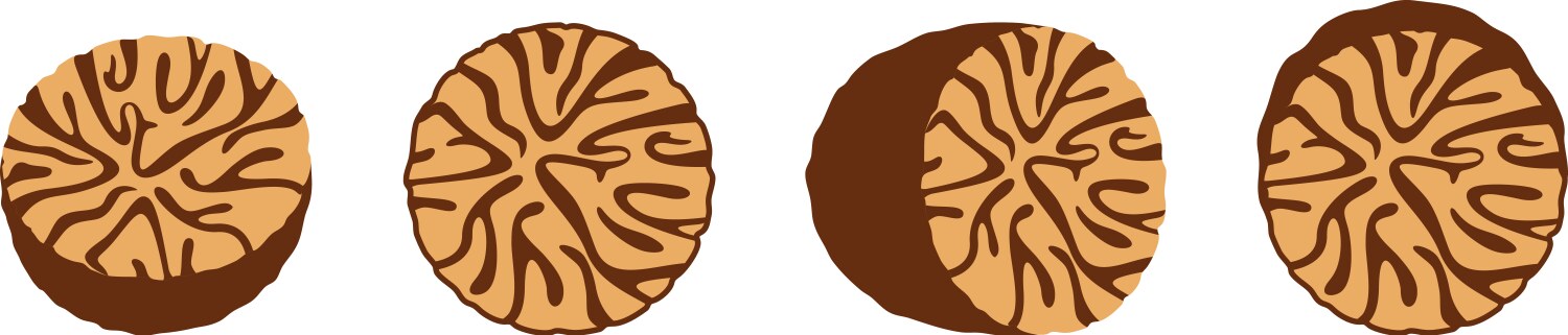 nutmeg vector image