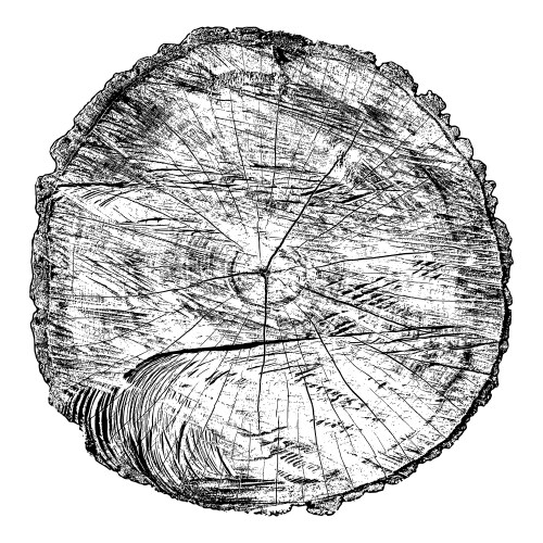 Wood texture of cutted tree trunk Royalty Free Vector Image