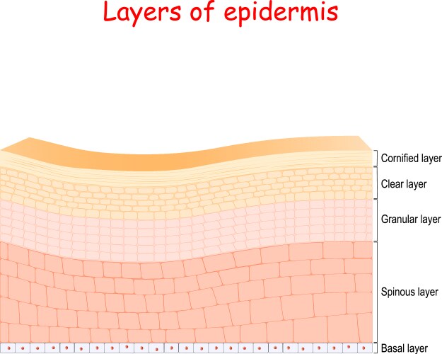 epidermis cell structure layers vector