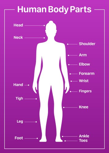 human body parts medical diagram with female model vector