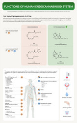 Endocannabinoid System Functions vector image