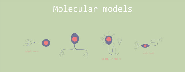 set of structure a motor neuron vector image