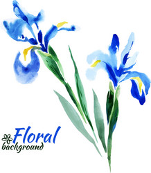 Watercolor Blue Irises Floral Background Vector Image