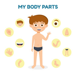 Vocabulary of little boy body parts Royalty Free Vector