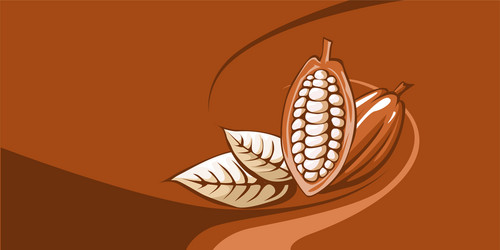 Cocoa Bean with Chocolate Background vector image