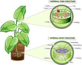 diagram showing stem and root structure vector image