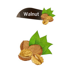 walnut kernel in nutshell with leaves set vector image