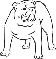 english bulldog - isolated outlined dog sketch Vector Image
