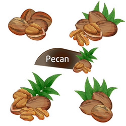 pecan kernel in nutshell with leaves set vector image