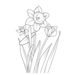 Elegant Daffodil Sketch Vector Image