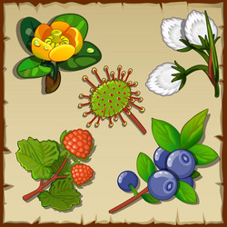 Big set of wild forest flowers and berries vector