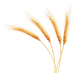 wheat ears with space for text eps 10 vector image
