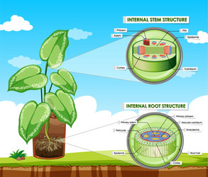 diagram showing stem and root structure vector image