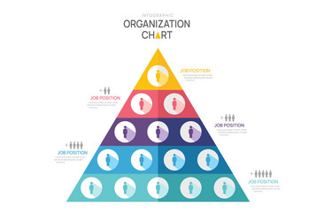 infographic template for organization chart vector image