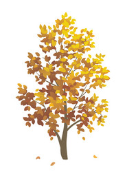 Autumn tree maple Royalty Free Vector Image - VectorStock
