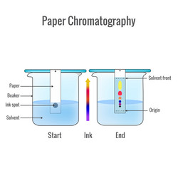 Chromatography Royalty Free Vector Image - VectorStock
