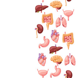 Seamless pattern with internal organs human body Vector Image