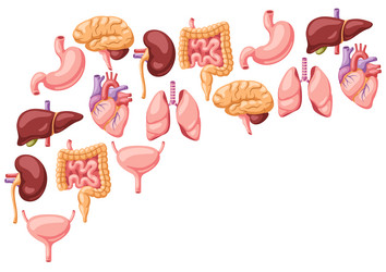 Human internal organs cartoon heart Royalty Free Vector