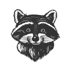 Raccoon Scratch Board Head Vector Image